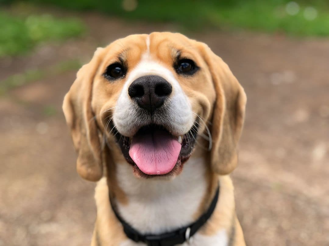 Creating a Digital Pet Record System